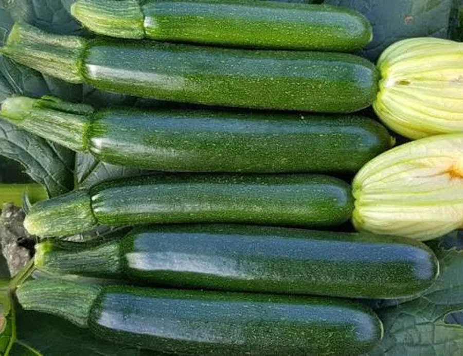 Calabacita recién cortada
