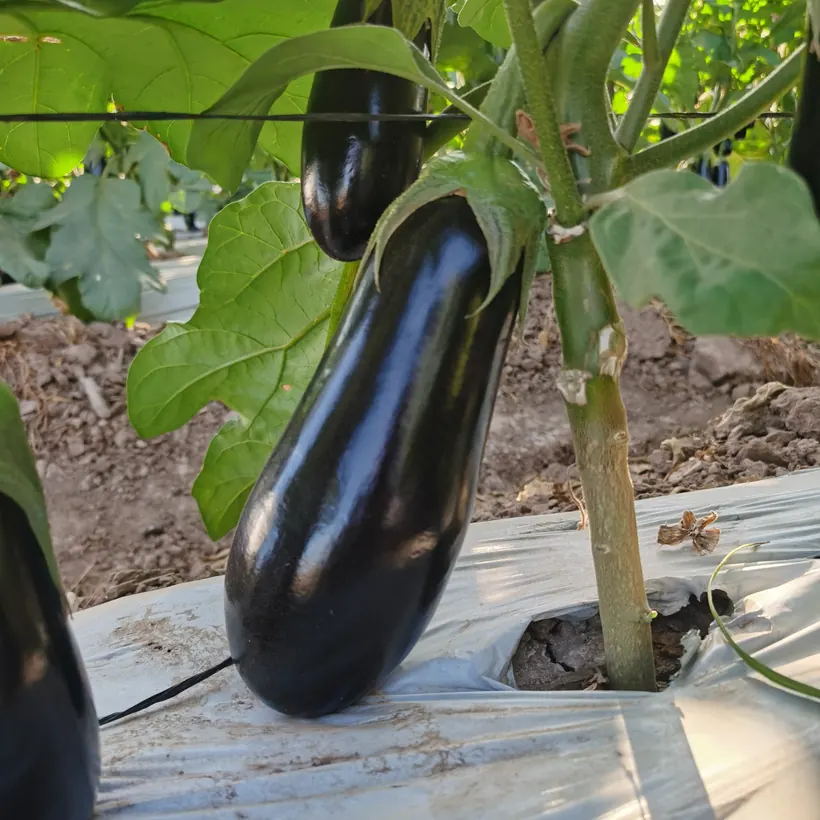 Berenjena en planta