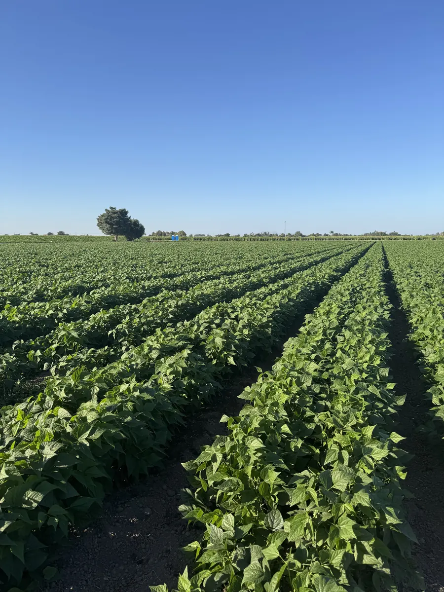 Campo de ejote en Navolato, Sinaloa